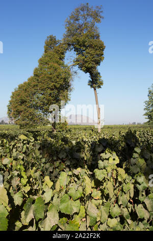 Concha Y Toro Weingut, Pirque, Maipo Valley, Chile Stockfoto