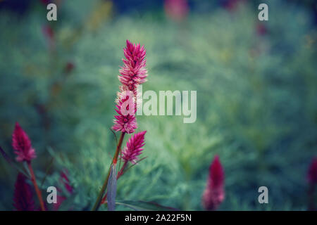 Schönen Fee verträumt Magic rosa lila Celosia argentea Blume auf verblasste blurry grün blau Hintergrund. Dunkle Kunst moody Floral. Getönt mit Filtern in r Stockfoto