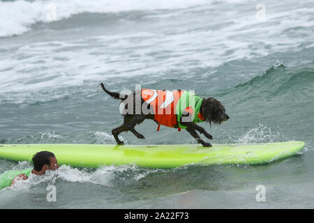 Huntington Beach, Kalifornien, USA. 28. September, 2019. Brody, ein Labradoodle, Spaziergänge auf seinem Surfbrett auf der 11. jährlichen Surf City Surf Dog Wettbewerb bei Huntington Hundestrand in Huntington Beach, Kalifornien am 28. September 2019 statt. Stockfoto