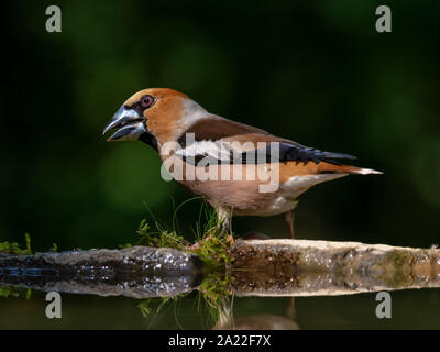 (Hawfinch Coccothraustes coccothraustes) im Herbst das Gras auf dem Boden sitzen und beobachten ihre Umgebung Stockfoto