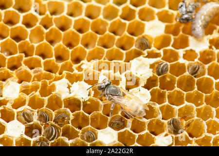 Nest von APIS FLOREA besteht ein Embryo, Erwachsener und süßes Wasser. Apis florea oder Zwerg honey bee ist eine von zwei Arten der Kleinen. Stockfoto