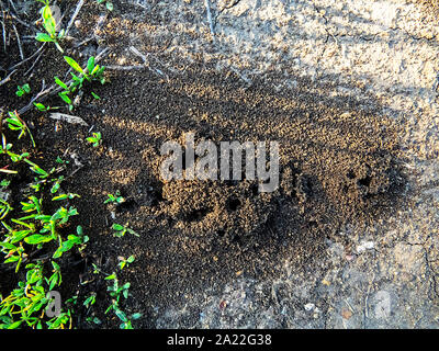 Erde Ameisen (lasius) der Eingang von schönen Haufen von Schmutz auf dem Boden Ameisenhaufen Stockfoto