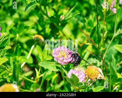 Clover wild Biene auf Blume. Tal des Flusses Pshish, kaukasische Ridge Stockfoto