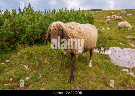 Portrait von Seltenen Braun alpinen Schaf Tiroler Bergschaf Rasse mit langen Ohren stehen in den österreichischen Alpen Stockfoto