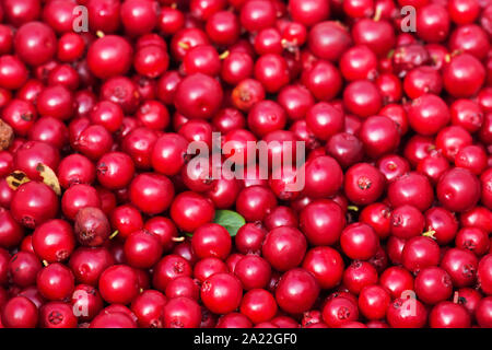 Erfassung von Cranberries. Eine große Anzahl von Beeren in einen Heap gegossen. Stockfoto