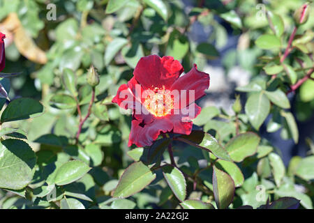 Rosen Stockfoto