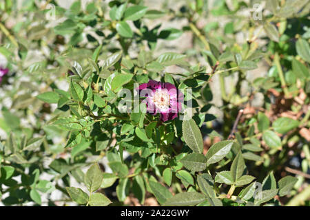 Rosen Stockfoto