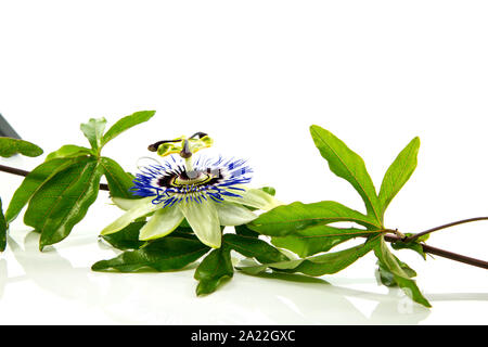 Passiflora Blumen auf weißem Hintergrund Stockfoto