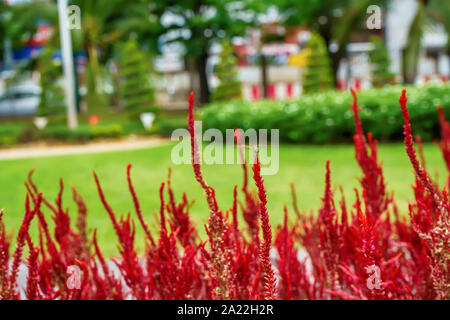 Celosia argentea oder des Silver Hahn Kamm auf einem Natur Hintergrund. Stockfoto