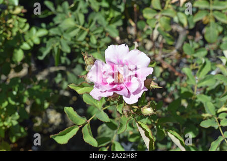 Rosen Stockfoto