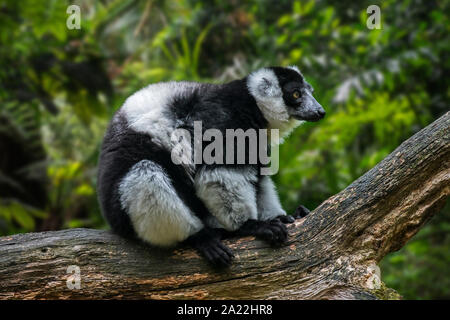 Weiß - mit Gürtel schwarz-weiße Vari (Varecia variegata ssp. subcincta) endemisch auf Madagaskar Stockfoto