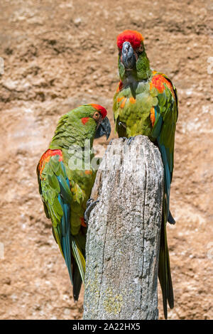 Red-fronted Macaw/Lafresnaye's Aras (Ara rubrogenys) Paar native in Halbwüste gebirgigen Gebiet von Bolivien Stockfoto