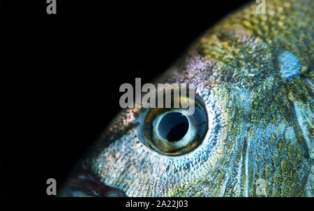 Seebrassen (Dorade, Sargus annularis) von der Küste der Krim am Schwarzen Meer. Brustbild auf Schwarz Stockfoto