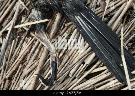 Die Leiche eines schwarzen Vogel kann ein wenig einschüchternd wie denizen der Hölle (FIEND), gruselig sein. Meer raven Stockfoto