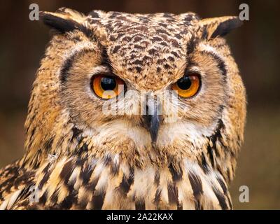 Great horned owl Jagd Beute Stockfoto