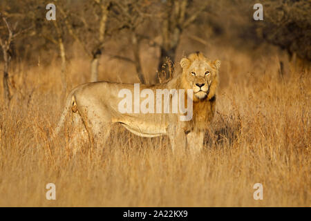 Große männliche Afrikanischer Löwe (Panthera leo) im natürlichen Lebensraum, Krüger Nationalpark, Südafrika Stockfoto