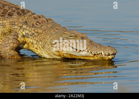 Porträt eines großen Nilkrokodil (Crocodylus niloticus), Krüger Nationalpark, Südafrika Stockfoto