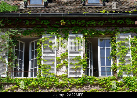 Haus mit Fensterrahmen abgedeckt durch Grün Efeu, kriechende Efeu Pflanzen an der Wand und Fenster Stockfoto