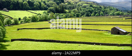 Panorama der grünen Weide mit Trockenmauern für swaledale Schaf mit Scheunen im Tal des Flusses Swale Gunnerside Richmond North Yorkshire England Stockfoto