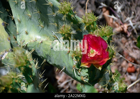 Engelmann Feigenkaktus oder Texas feigenkaktus fotografiert im botanischen Garten in New Mexico Stockfoto