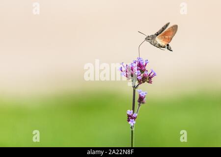 Kleine Kolibri Hawk-moth Summen um die violetten Blüten Probenahme Nektar mit seinem Rüssel. Sonnigen Sommertag im Garten. Blurry beige grün backgrou Stockfoto