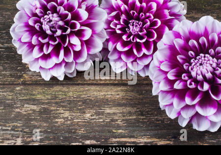 Studio shot Der dahlie Blüte gegen einen dunklen Hintergrund - Johannes Gollop Stockfoto