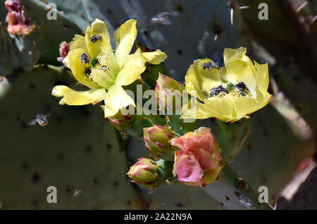 Engelmann Feigenkaktus oder Texas feigenkaktus fotografiert im botanischen Garten in New Mexico Stockfoto