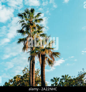 Palmen in Cannes der Französischen Riviera Stockfoto