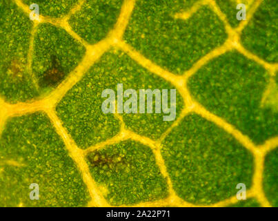 Schweden - Pflanze, photosynthetischen Eukaryonten, World, multicell Stockfoto