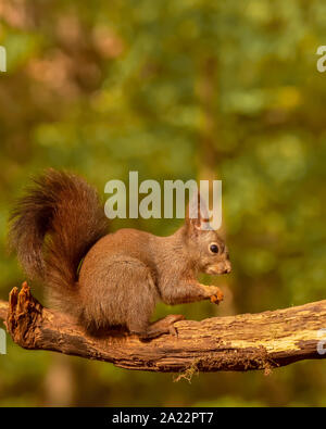 Eichhörnchen essen auf einen Baum. Grünen Wald cute Wild animal Stockfoto