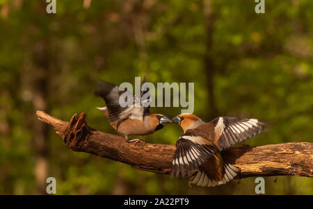 2 Hawfinch birdsfighting Für die Nahrung. Erstaunliche Tierwelt im Wald. Stockfoto