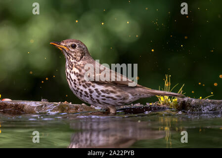 Singdrossel (Turdus philomelos) Stockfoto