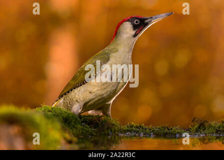 Grünspecht, Picus viridis in einem See. Stockfoto