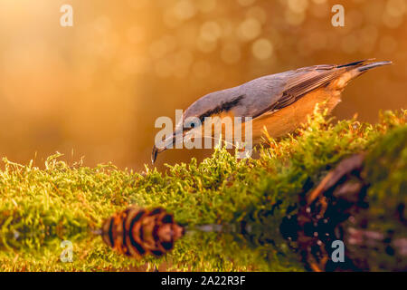 Eurasischen Kleiber, Holz; Kleiber Sitta europaea, Stockfoto