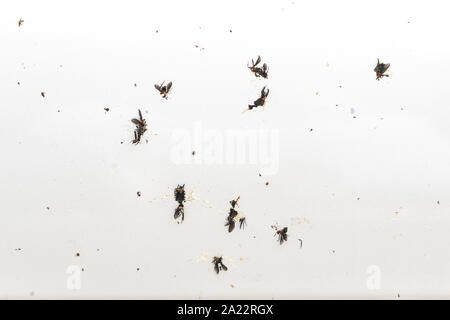 Abgestürzt Insekt auf Auto Stoßstange Nahaufnahme Stockfoto