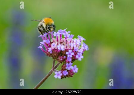 Orange und Schwarz Biene sitzt auf violette Blume Pollen sammeln. Verschwommen grünen und blauen Hintergrund. Stockfoto