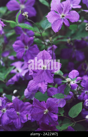 Blumen von Purple Clematis Comtesse de Bouchaud Stockfoto