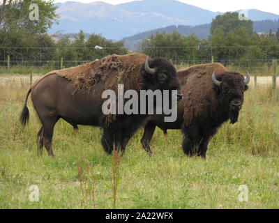 North American Bison gezüchtet in Neuseeland für Fleisch Stockfoto