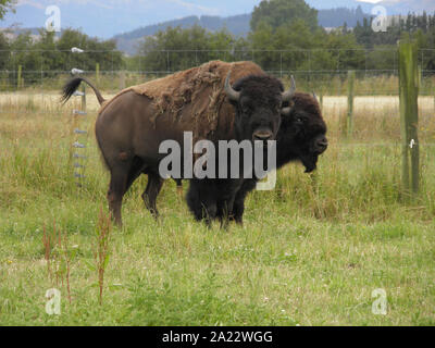 North American Bison gezüchtet in Neuseeland für Fleisch Stockfoto