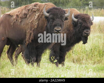 North American Bison gezüchtet in Neuseeland für Fleisch Stockfoto