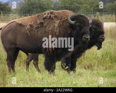 North American Bison gezüchtet in Neuseeland für Fleisch Stockfoto