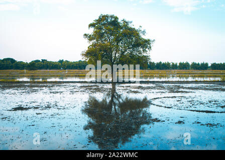 Grüner Sommer Landschaft malerischen Blick Tapete. Schöne wallpaper. Einsamer Baum auf grasbewachsenen Hügel und blauer Himmel mit Wolken. Einsamer Baum Frühling. Gree Stockfoto