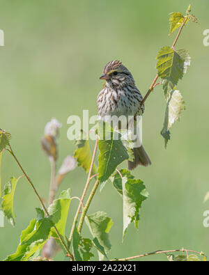 Savannah Sparrow im Frühling in Alaska Stockfoto