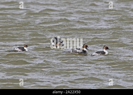 Südliche silbrig Haubentaucher (Podiceps occipitalis) Erwachsene schwimmen auf dem See Tierra del Fuego, Chile Januar Stockfoto