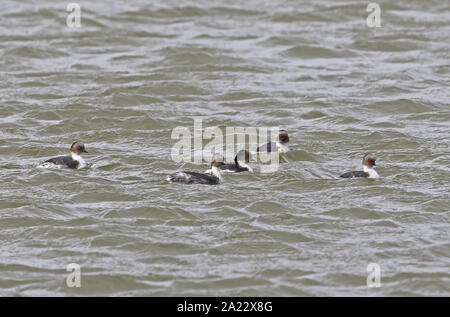 Südliche silbrig Haubentaucher (Podiceps occipitalis) Erwachsene schwimmen auf dem See Tierra del Fuego, Chile Januar Stockfoto