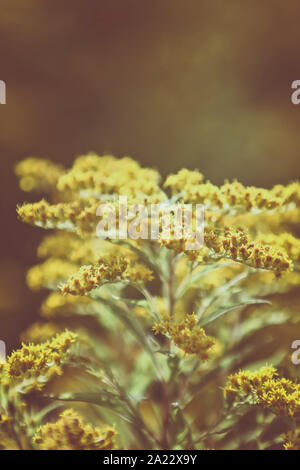 Kanadische Goldrute (Solidago canadensis gelbe Blüten) Stockfoto