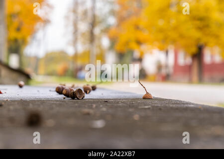 Nahaufnahme von Eicheln liegen auf Asphalt, Gelb Herbst Bäume im Hintergrund. Stockfoto
