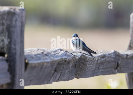 Baumschwalbe ruht auf einem Zaun Pfosten Stockfoto