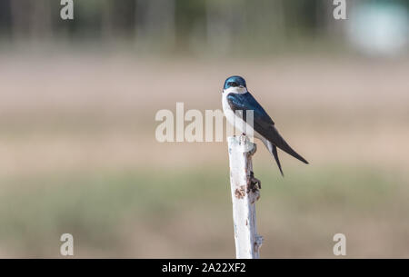 Baumschwalbe ruht auf einem Zaun Pfosten Stockfoto