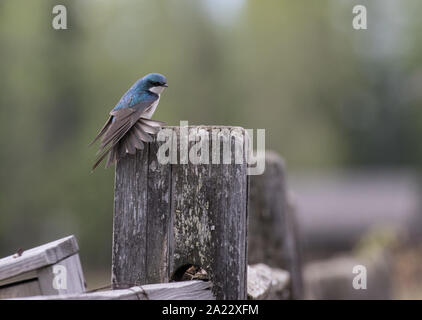 Baumschwalbe ruht auf einem Zaun Pfosten Stockfoto